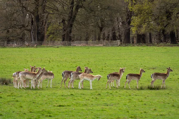 Prachtig Uitzicht Groep Wilde Herten Het Groene Richmond Park Londen — Stockfoto