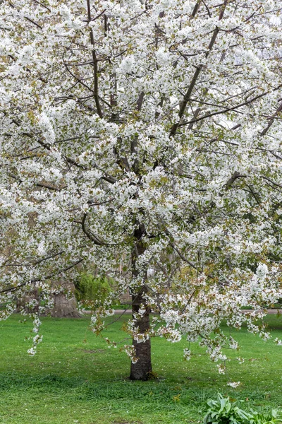 Beautiful view to white flowered tree in green Saint James Park, central London, England, UK
