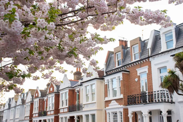 Piękny Widok Różowe Kwiaty Tradycyjne Domy Centrum Londynu Anglia Wielka — Zdjęcie stockowe