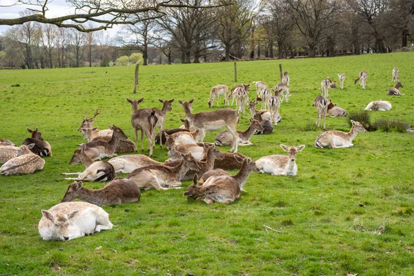 Hermosa Vista Grupo Ciervos Salvajes Verde Richmond Park Londres Inglaterra — Foto de Stock
