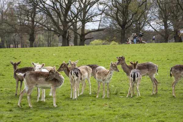 Yeşil Richmond Park Londra Ngiltere Ngiltere Deki Bir Grup Vahşi — Stok fotoğraf