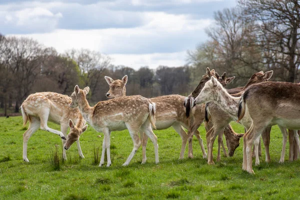 Vacker Utsikt Till Grupp Vilda Rådjur Grön Richmond Park London — Stockfoto