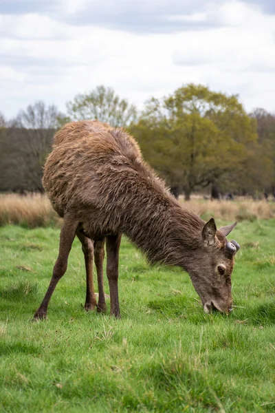 Hermosa Vista Los Ciervos Salvajes Pastando Verde Richmond Park Londres — Foto de Stock