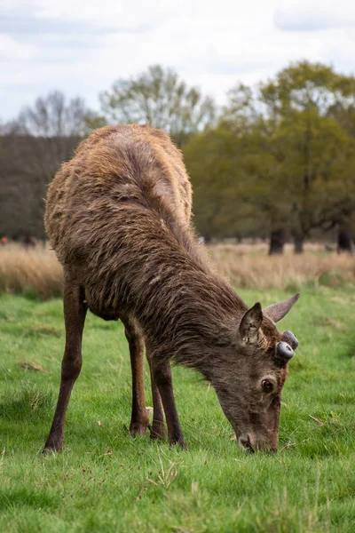 Hermosa Vista Los Ciervos Salvajes Pastando Verde Richmond Park Londres —  Fotos de Stock