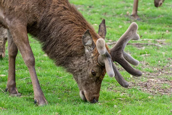 Beautiful View Wild Deer Pastzing Green Richmond Park London England — стоковое фото