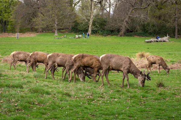 Beautiful View Group Wild Deers Green Richmond Park London England — Stock Photo, Image