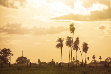 Beautiful sunset view to palm trees and open fields in the Brazilian Pantanal, Mato Grosso do Sul, Brazil