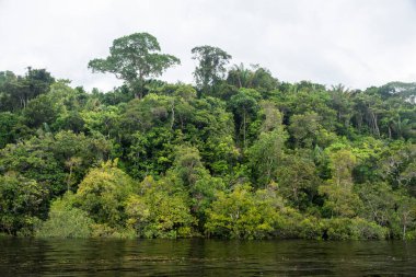 Beautiful view to green rainforest flooded trees in the Brazilian Amazon, Amazonas, Brazil clipart