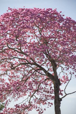 Beautiful view to pink trumpet trees flowering in the Brazilian Miranda Pantanal, Mato Grosso do Sul, Brazil