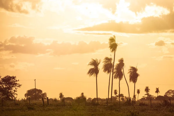 Beautiful Sunset View Palm Trees Open Fields Brazilian Pantanal Mato — Photo