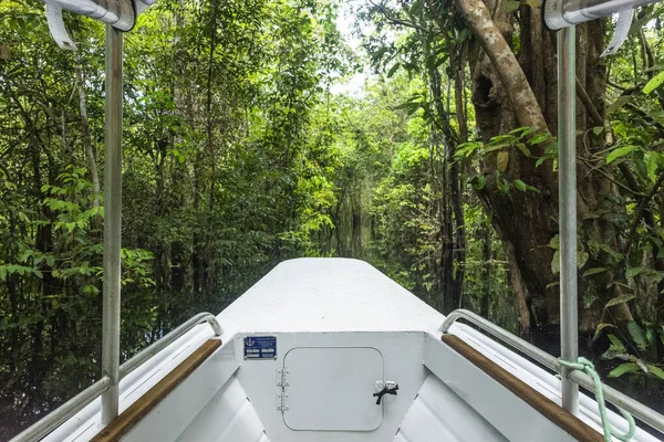 Beautiful View Green Rainforest Flooded Trees Brazilian Amazon Amazonas Brazil — Stock fotografie