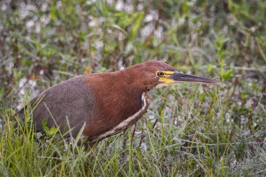 Miranda Pantanal 'daki Rufescent Tiger Heron kuşuna güzel bir manzara, Mato Grosso do Sul, Brezilya