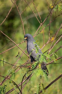 Miranda Pantanal, Mato Grosso do Sul, Brezilya 'daki Salyangoz Uçurtma şahin kuşuna güzel bir manzara