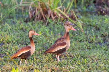 Miranda Pantanal, Mato Grosso do Sul, Brezilya 'da Siyah Göbekli Islıklı Ördek Kuşu' na güzel bir manzara