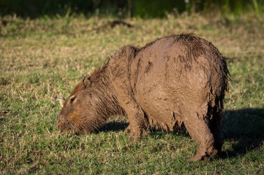 Miranda Pantanal, Mato Grosso do Sul, Brezilya 'daki Capibara kemirgenine güzel bir manzara