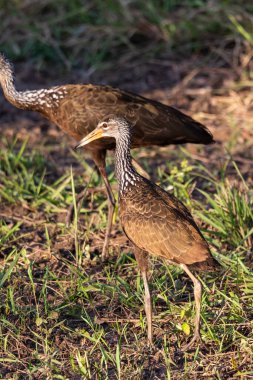 Miranda Pantanal, Mato Grosso do Sul, Brezilya 'da Limpkin kuşuna güzel bir manzara.
