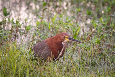 Miranda Pantanal 'daki Rufescent Tiger Heron kuşuna güzel bir manzara, Mato Grosso do Sul, Brezilya