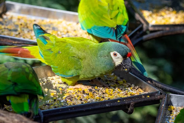 Prachtige Kleurrijke Tropische Papegaaien Parque Das Aves Vogelpark Paran Brazilië — Stockfoto