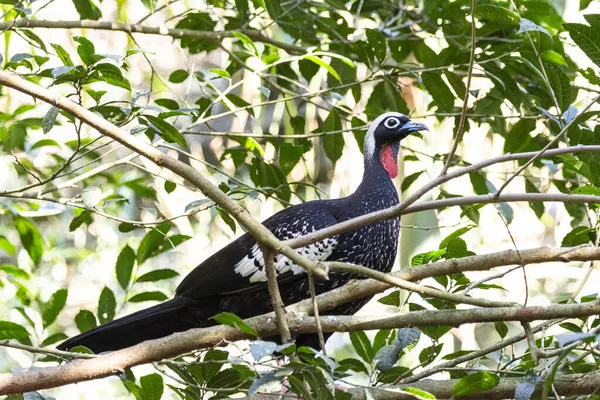 Svartfronterad Piping Guan Fågel Parque Das Aves Fågelpark Foz Iguau — Stockfoto