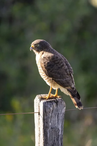 Belle Vue Sur Oiseau Hawk Bord Route Dans Miranda Pantanal — Photo
