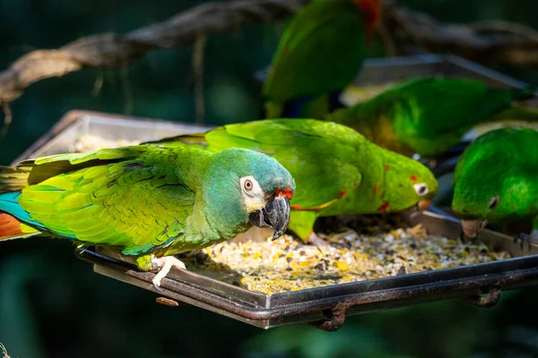 Krásné Barevné Tropické Papoušky Parque Das Aves Birds Park Paran — Stock fotografie