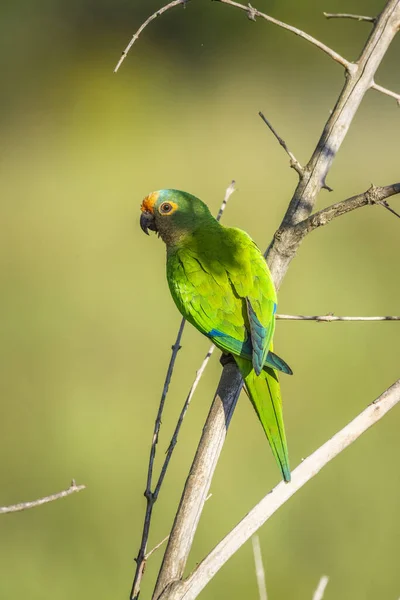 Beautiful view to green Peach-fronted Parakeet in the Miranda Pantanal, Mato Grosso do Sul, Brazil