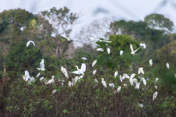 Beautiful View White Egrets Taking Nesting Tree Miranda Pantanal Mato — Stock Photo, Image
