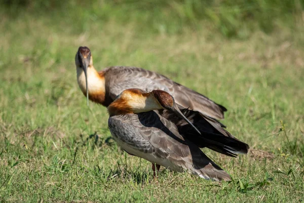 Belle Vue Sur Couple Oiseaux Ibis Cou Chamois Dans Miranda — Photo