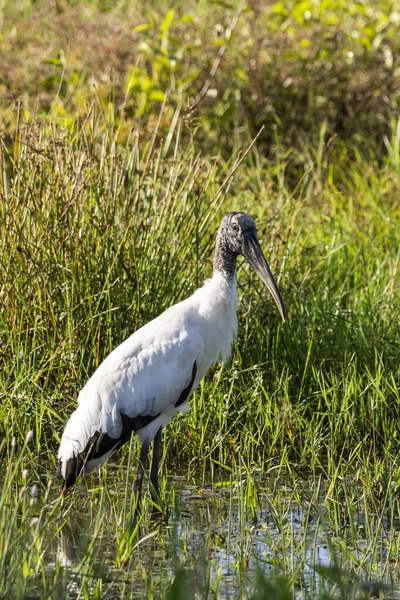 Piękny Widok Ptaka Bociana Zieleni Roślinności Miranda Pantanal Mato Grosso — Zdjęcie stockowe