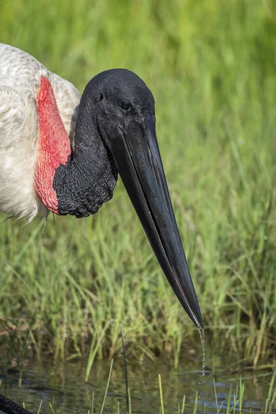 Belle Vue Sur Oiseau Cigogne Jabiru Dans Miranda Pantanal Mato — Photo