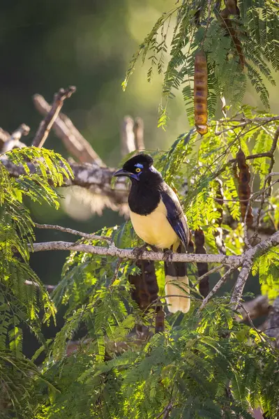 Plush Crested Jay Bird Green Rainforest Tree Iguassu Falls Foz — Foto de Stock