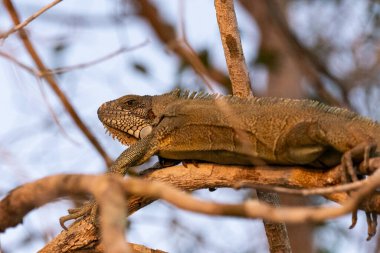 Pixaim Nehri kıyısındaki Iguana kertenkelesine güzel bir manzara Pocon Pantanal, Mato Grosso State, Brezilya