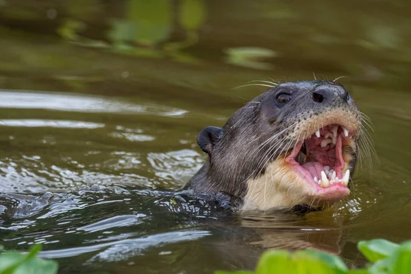 Vista Nutria Gigante Nadando Alimentándose Peces Pixaim River Pantanal Pocon — Foto de Stock