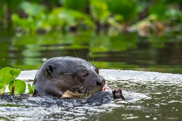 View Giant Otter Swimming Feeding Fish Pixaim River Pantanal Pocon — Stock Photo, Image
