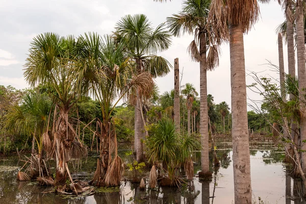 Amazon Buriti Palm Trees Güzel Bir Manzara Nova Bandeirantes Mato — Stok fotoğraf