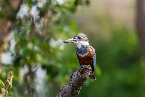 View Ringed Kingfisher Megaceryle Torquata Tree Branch Pixaim River Pantanal — Stock Photo, Image