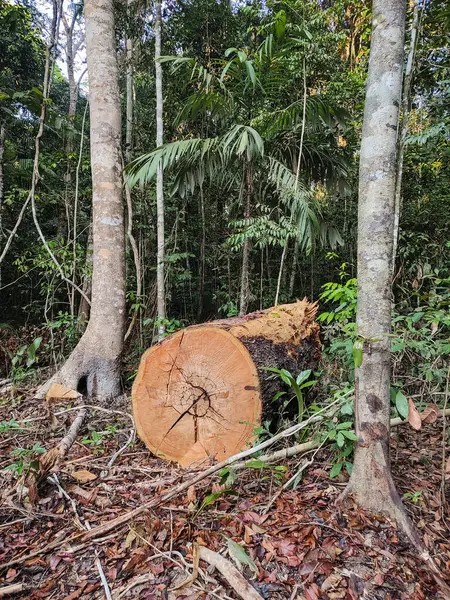 Odlesňování Japuranu Mato Grosso Brazílie — Stock fotografie
