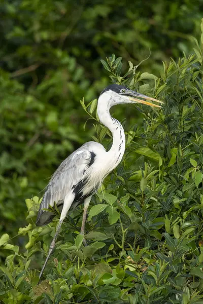 Krásný Výhled Cocoi Heron Zeleném Stromě Pantanal Pocon Mato Grosso — Stock fotografie