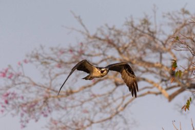 Brezilya 'nın Mato Grosso Eyaleti, Pocon Pantanal' ında, Pixaim Nehri üzerinde uçan Osprey kartalına güzel bir manzara