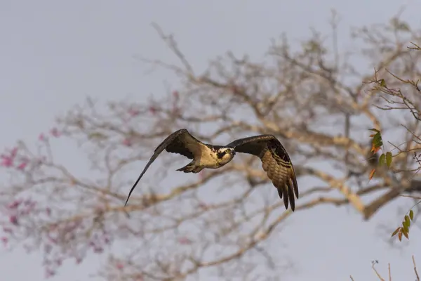 Vacker Utsikt Över Osprey Örn Flyger Över Pixaim River Pantanal — Stockfoto