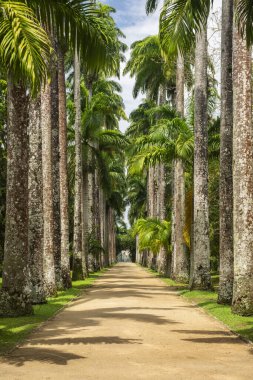 Brezilya, Rio de Janeiro Botanik Bahçesi 'ndeki Imperial Palm Trees' in güzel manzarası