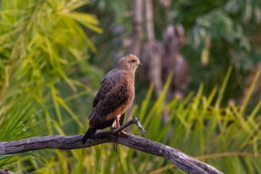 Brezilya 'nın Miranda, Mato Grosso do Sul Eyaleti Pantanal' ındaki ağaç dalı üzerine Savanna Hawk