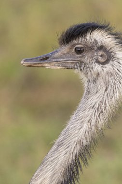 Brezilya Pantanal 'ı Miranda, Mato Grosso do Sul State, Brezilya' da Amerikalı Rhea