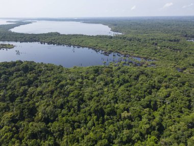 Negro River, Amazonas, Brezilya 'daki Anavilhanas adası takımadalarının yeşil Amazon yağmur ormanlarına güzel hava manzarası