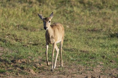Miranda, Mato Grosso do Sul State, Brezilya 'nın Brezilya Pantanal' ındaki Pampas geyiği