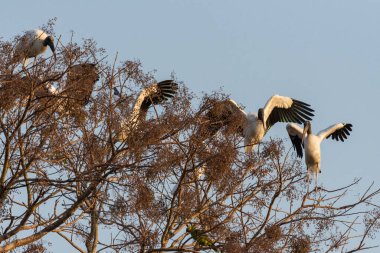 Miranda, Mato Grosso do Sul State, Brezilya 'daki Brezilya Pantanal' ında ağacın tepesindeki bir grup leylek.