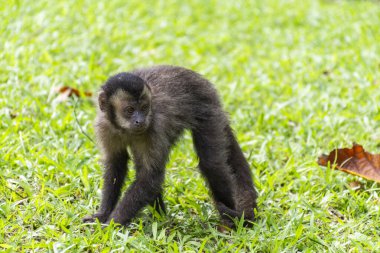 Brezilya, Rio de Janeiro Botanik Bahçesi 'nde yeşil çimlerin üzerinde Capuchin maymunu