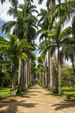 Brezilya, Rio de Janeiro Botanik Bahçesi 'ndeki Imperial Palm Trees' in güzel manzarası