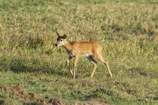 Miranda, Mato Grosso do Sul State, Brezilya 'nın Brezilya Pantanal' ındaki Pampas geyiği yavrusu