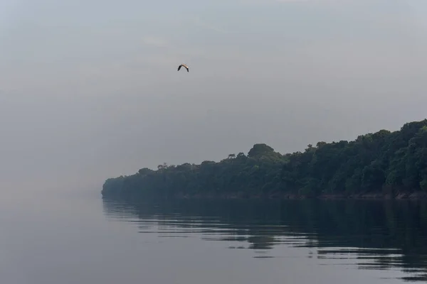 Hermosa Vista Selva Amazónica Verde Reflexiones Sobre Agua Archipiélago Anavilhanas —  Fotos de Stock